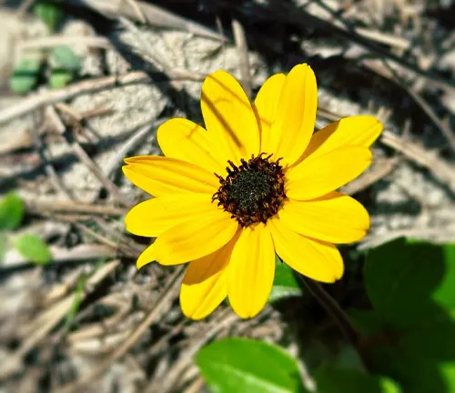 An image of Helianthus Debilis 'Beach Sunflower'