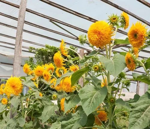 Helianthus annuus 'Teddy Bear' sunflowers growing in a greenhouse
