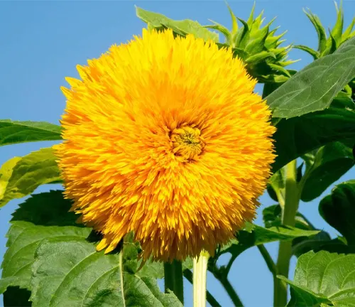 Helianthus "Teddy Bear", Flower, Helianthus annuus "Teddy Bear" Single, Bloom, Garden sunflower