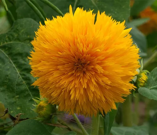 Sunflower (Helianthus annuus), variety: Teddy Bear, flower.