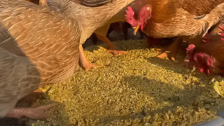Chickens feeding on grain in a coop