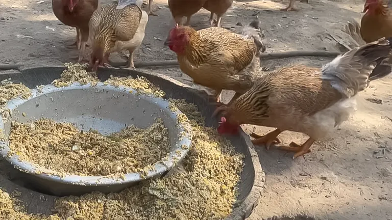 Chickens pecking at feed in a shallow basin outdoors