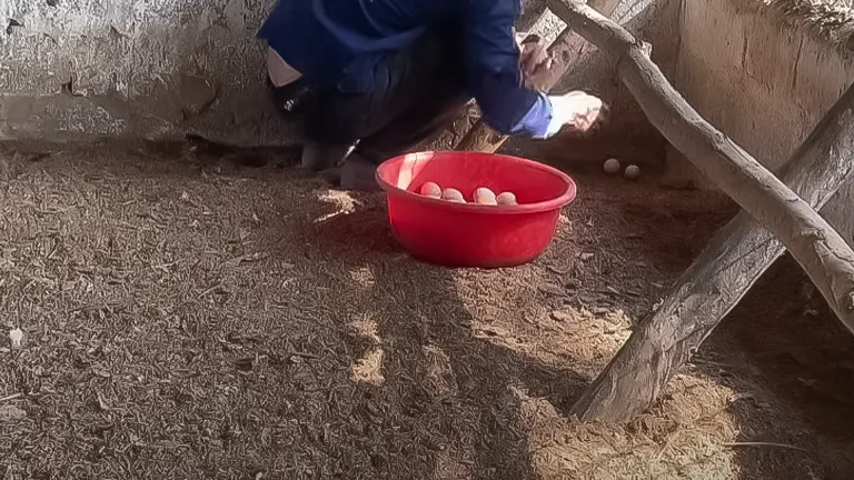 Collecting eggs into a red bowl in a chicken coop