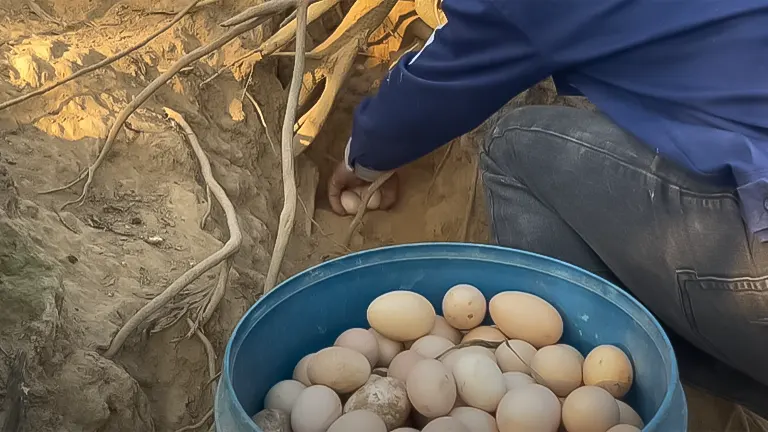Person gathering eggs next to a blue bucket in a coop