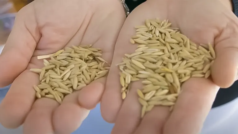 Two hands holding a quantity of unprocessed oats