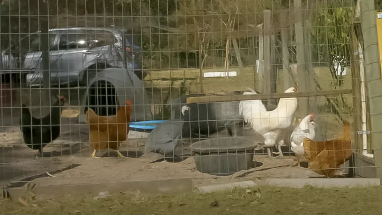 Chickens roaming in a fenced outdoor enclosure with feeders and a blue water container