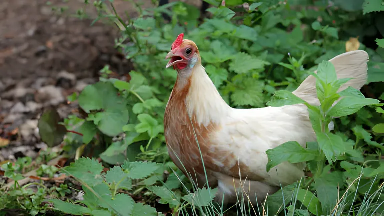 A chicken amidst green garden foliage, ideal for foraging
