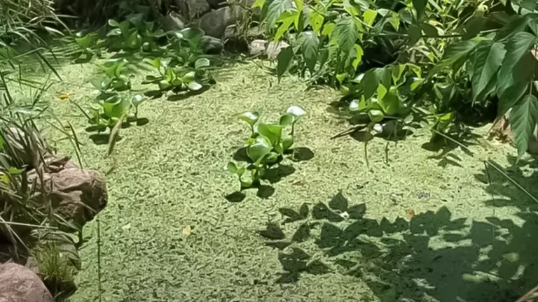 A pond covered in duckweed with water plants and surrounded by foliage