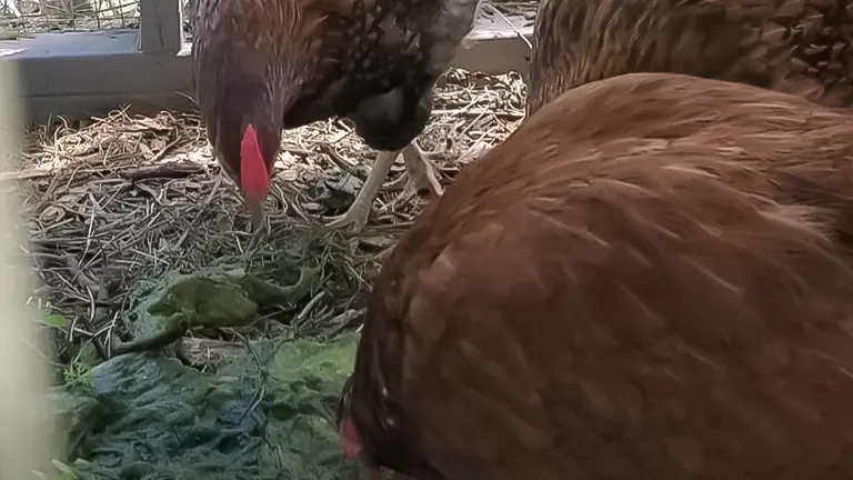 Chickens pecking at green vegetation in a coop with straw bedding