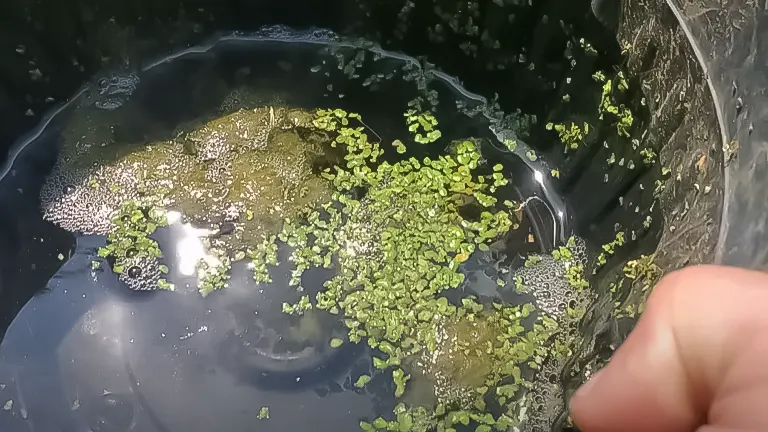 A close-up of a water container with duckweed, suitable for chicken foraging