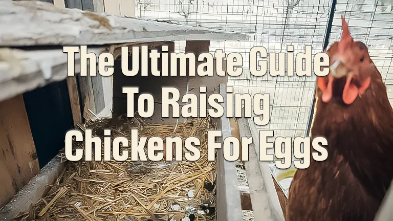 Raising Chickens for Eggs: Easy Tips for Beginners