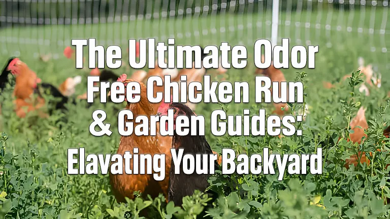 How to Create an Odor-Free Chicken Run: Enhancing Your Garden