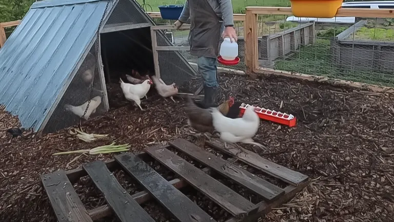 Person tending to chickens in a mulched chicken run with a coop and feeding equipment