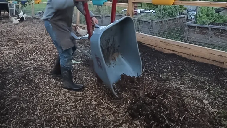 Individual spreading mulch in a chicken run, with a wheelbarrow and chickens