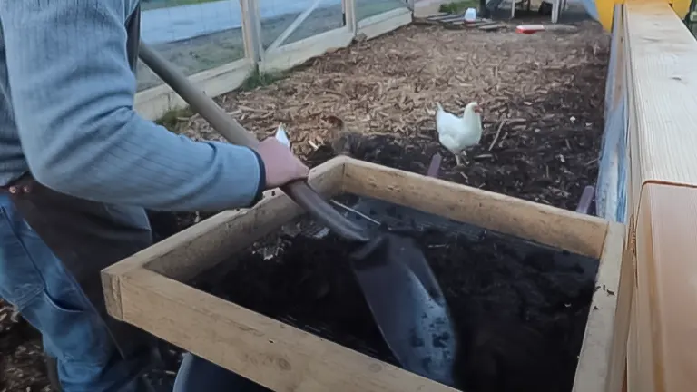 A person shoveling compost into a raised garden bed near a chicken run