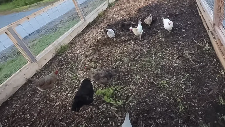 Chickens foraging in a spacious, mulched chicken run adjacent to garden beds