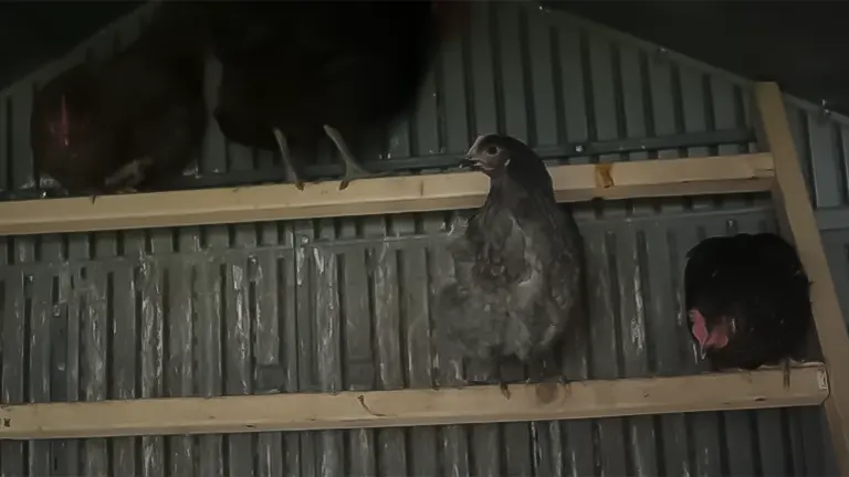 Chickens perched on a wooden roost inside a coop with corrugated metal walls