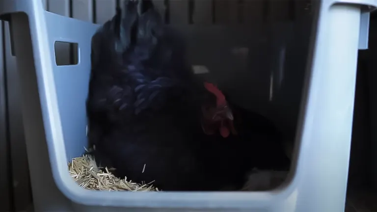 A black chicken inside a plastic nesting box with straw bedding