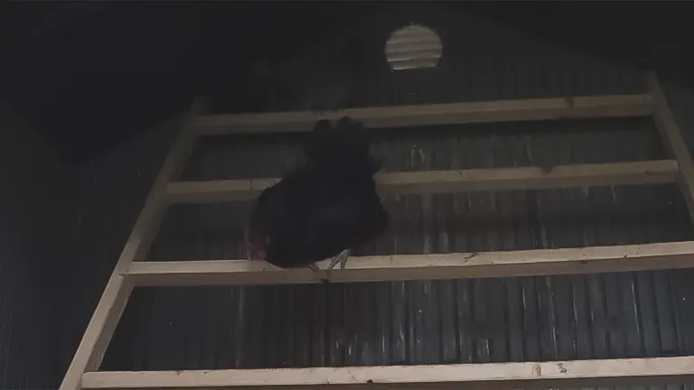 A black chicken perched on a high wooden roost inside a coop with metal walls