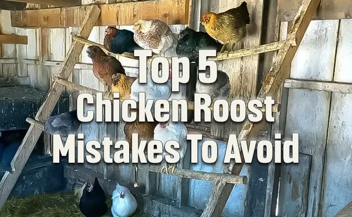 Top 5 Chicken Roost Mistakes To Avoid