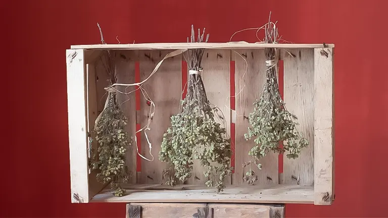 Herbs drying on rustic wooden shelf against red wall