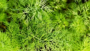 Dill plant feature image