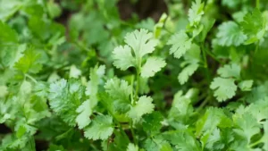 Coriander Plant featured image