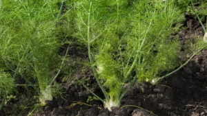 Fennel Plant featured image
