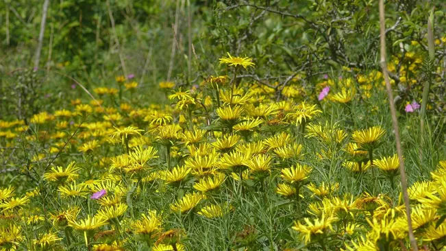 Inula Inula hirta displays distinctive yellow flowers with a prominent, eye-like center amidst green foliage.
