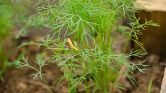 Dill plant hosting a caterpillar, indicating ecological interaction.