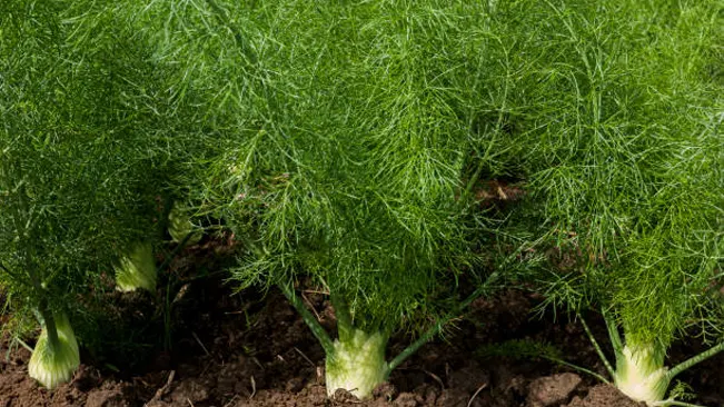 Mature dill plants with prominent bulbous bases stabilizing garden soil.