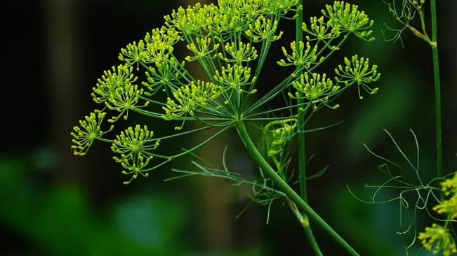 Anethum graveolens 'Bouquet' dill flowers in bloom.
