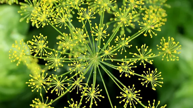 Vibrant Anethum graveolens 'Dukat' dill flowers in close-up.