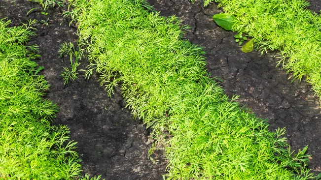 Dill plants forming elegant green rows in garden soil.