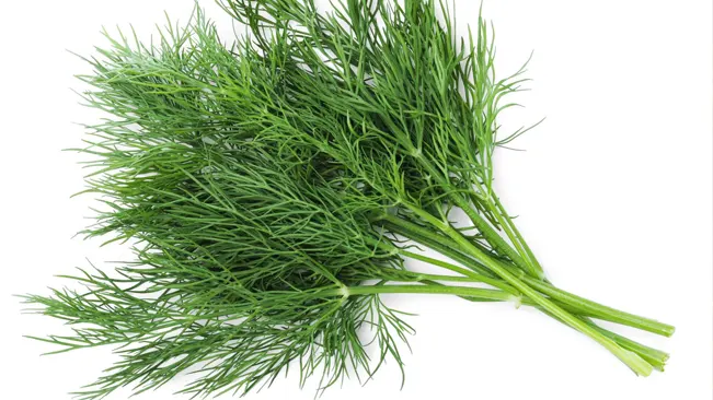  A fresh bunch of dill weed.