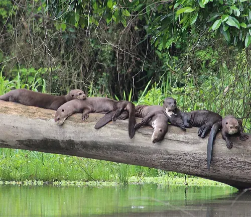 A group of otters peacefully resting on a log in the water, showcasing the habitat of the "Giant Otter".