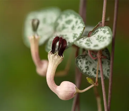 Rosary vine or String of Hearts, Ceropegia woodii flower