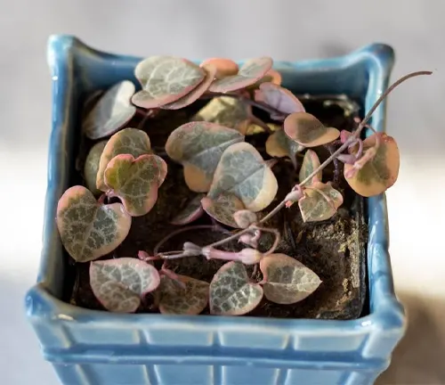 Closeup of a variegated String of hearts plant
