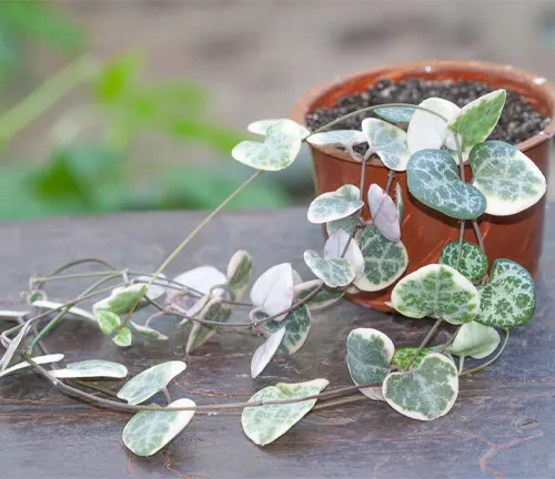 String of hearts, Ceropegia Woodii variegata in a pot