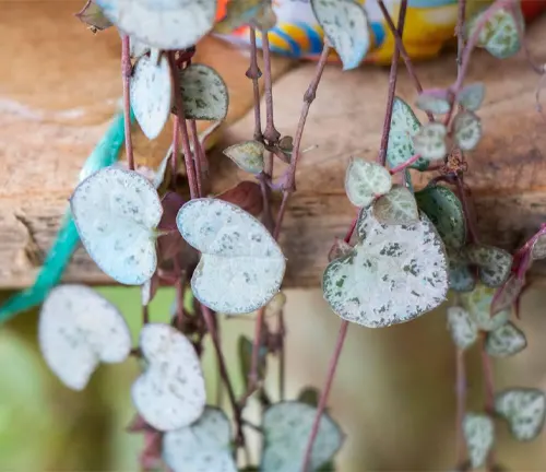 Close up of CEROPEGIA WOODII OR STRING OF HEARTS