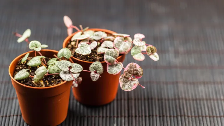 Variegated String of Hearts