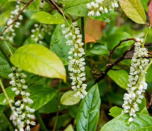Image of Flowers of Itea yunnanensis