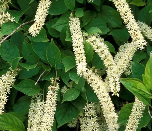 ITEA VIRGINICA SPRICH FLOWERS AND FOLIAGE