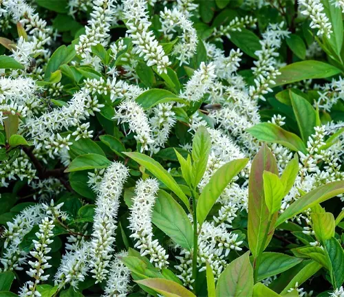Itea virginica Longspire, Virginia Sweetspire Virginian willow