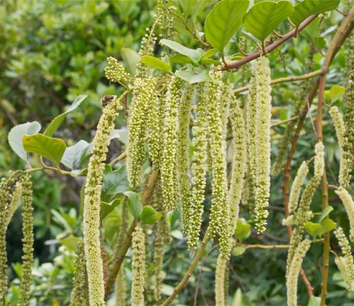 Image of Hollyleaf sweetspire (Itea ilicifolia)