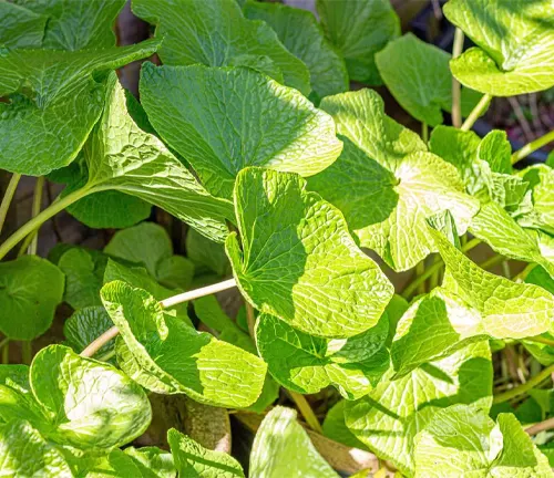 Healthy green wasabi plant leaves in bright sunshine, growing in garden