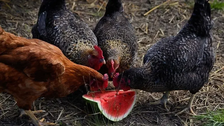 Chickens pecking at a piece of watermelon on the ground, a safe kitchen scrap for their diet