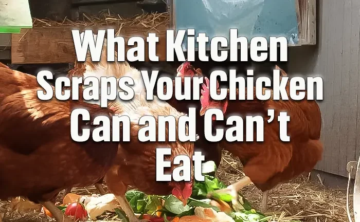 Which Kitchen Scraps Can Your Chickens Eat: : An Essential Guides