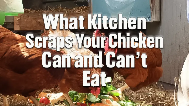 Which Kitchen Scraps Can Your Chickens Eat: : An Essential Guides