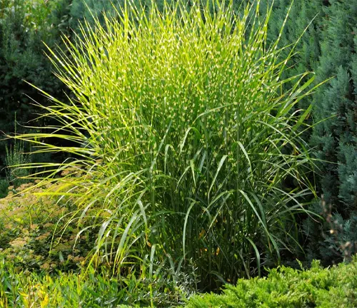 Image of Chinese silver grass (Miscanthus sinensis 'Strictus')
